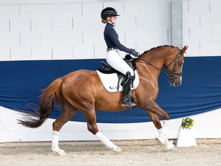 Poney de selle allemand Hongre 6 Ans 147 cm Alezan in Marsberg
