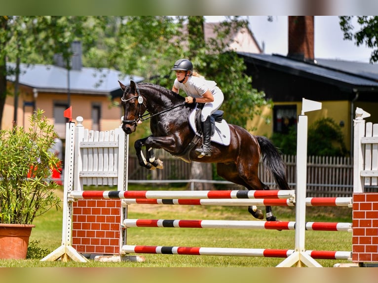 Poney de selle allemand Hongre 6 Ans 147 cm Bai brun in Lengenfeld