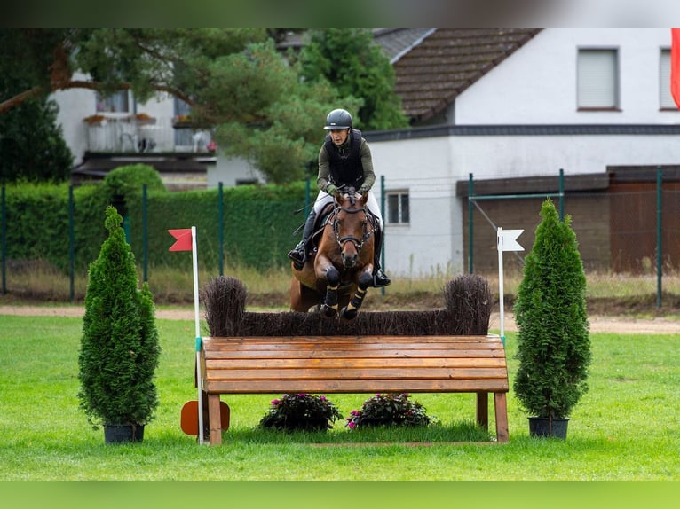 Poney de selle allemand Hongre 6 Ans 147 cm Bai in Tangstedt