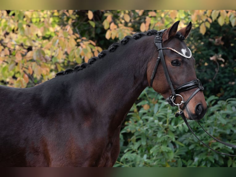 Poney de selle allemand Hongre 6 Ans 147 cm Bai in Spelle