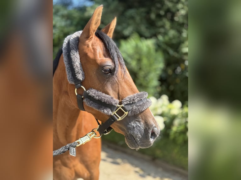 Poney de selle allemand Hongre 6 Ans 147 cm Bai in Wipperf&#xFC;rth