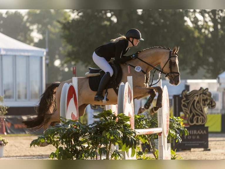 Poney de selle allemand Hongre 6 Ans 147 cm Isabelle in Süderlügum