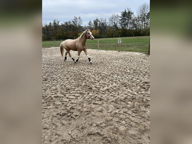 Poney de selle allemand Hongre 6 Ans 147 cm Palomino in Dülmen