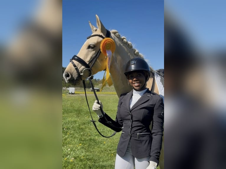 Poney de selle allemand Hongre 6 Ans 147 cm Palomino in Lauenburg