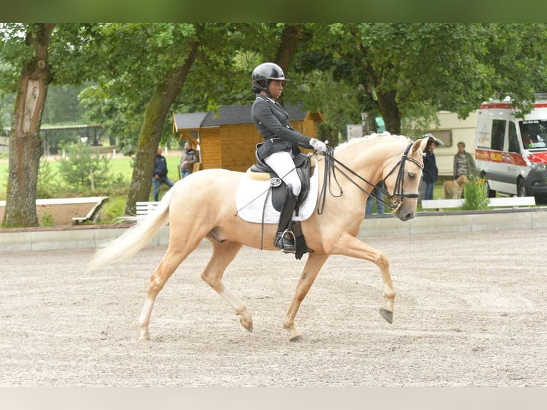Poney de selle allemand Hongre 6 Ans 147 cm Palomino in Lauenburg