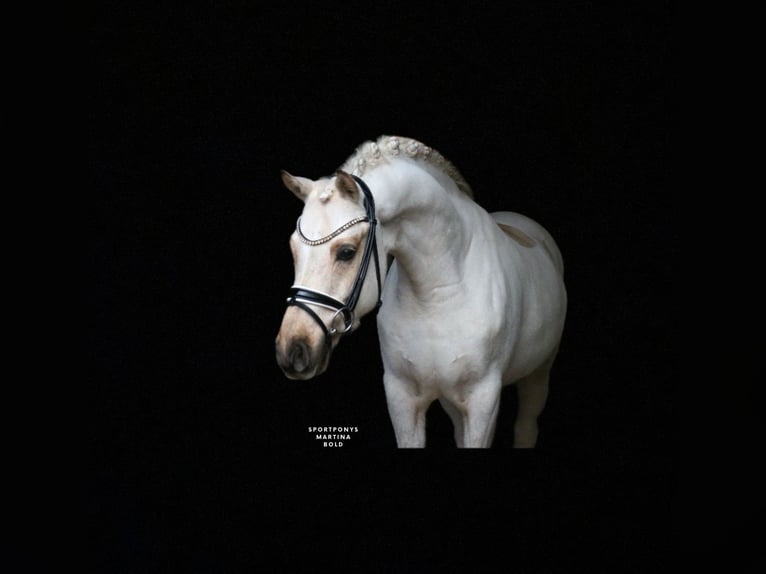 Poney de selle allemand Hongre 6 Ans 147 cm Palomino in Recke, bei Osnabrück
