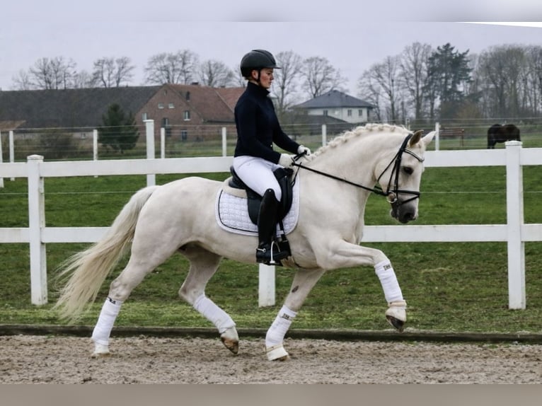Poney de selle allemand Hongre 6 Ans 147 cm Palomino in Recke, bei Osnabrück