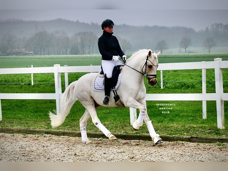 Poney de selle allemand Hongre 6 Ans 147 cm Palomino in Recke, bei Osnabrück