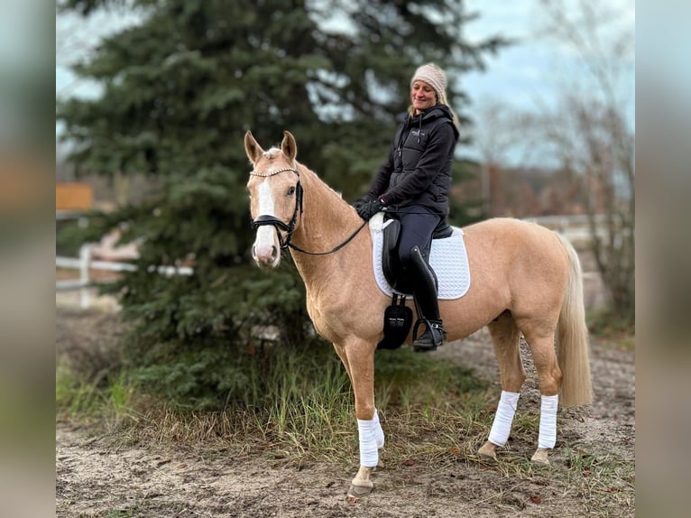Poney de selle allemand Hongre 6 Ans 147 cm Palomino in Werder