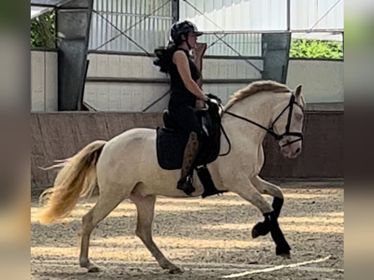 Poney de selle allemand Hongre 6 Ans 147 cm Perlino in Delbrück