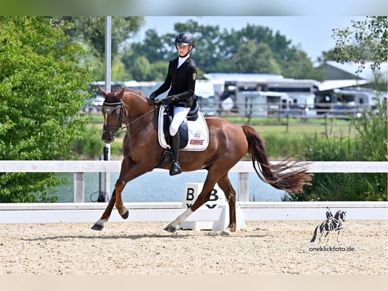 Poney de selle allemand Hongre 6 Ans 148 cm Alezan brûlé in Wolnzach