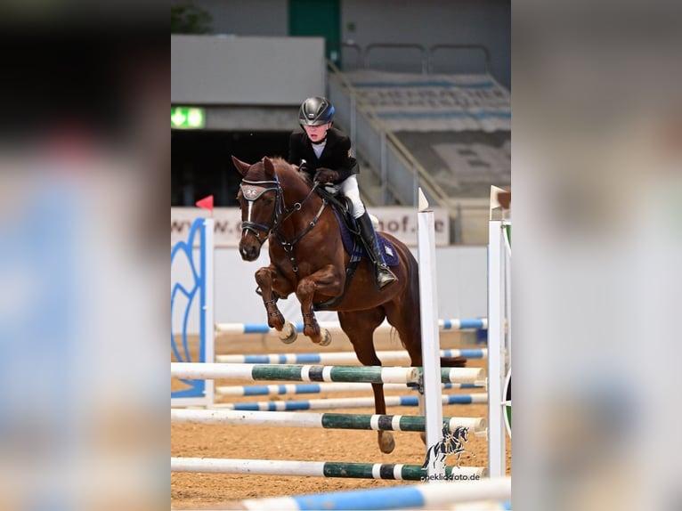 Poney de selle allemand Hongre 6 Ans 148 cm Alezan brûlé in Wolnzach