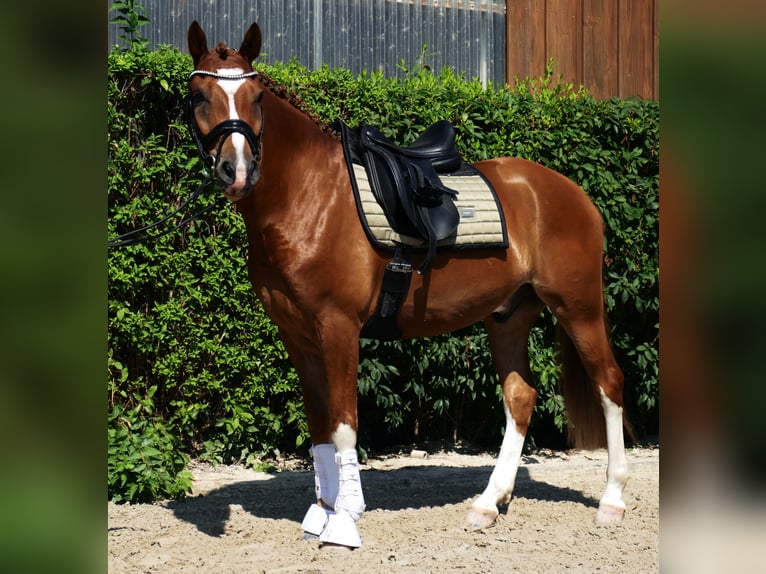 Poney de selle allemand Hongre 6 Ans 148 cm Alezan in Landsberg