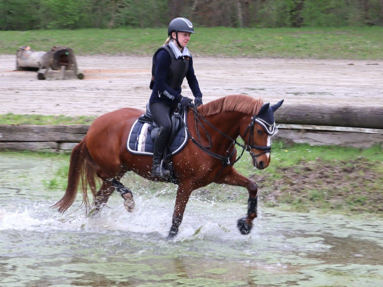 Poney de selle allemand Hongre 6 Ans 148 cm Alezan in Selm