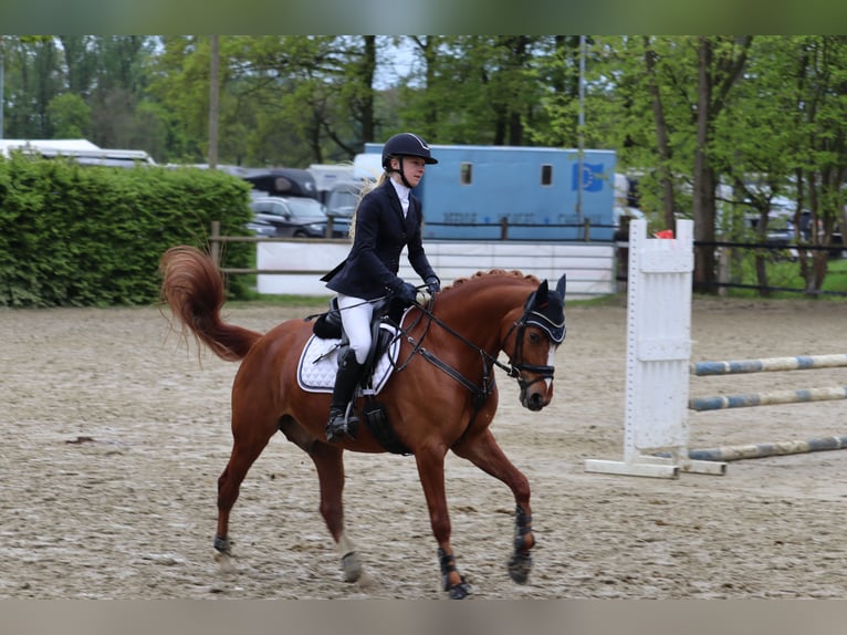 Poney de selle allemand Hongre 6 Ans 148 cm Alezan in Selm