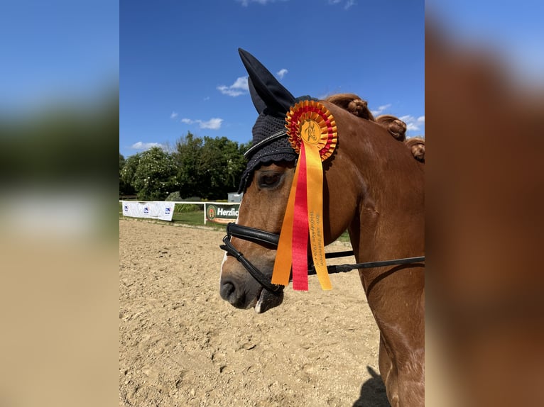 Poney de selle allemand Hongre 6 Ans 148 cm Alezan in Lautertal