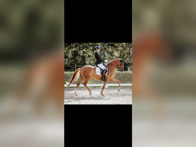 Poney de selle allemand Hongre 6 Ans 148 cm Alezan in Lautertal