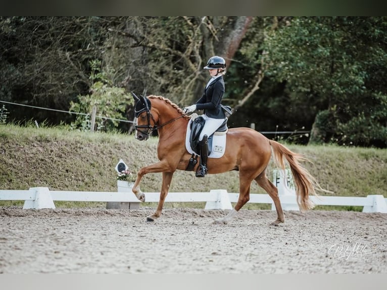 Poney de selle allemand Hongre 6 Ans 148 cm Alezan in Lautertal