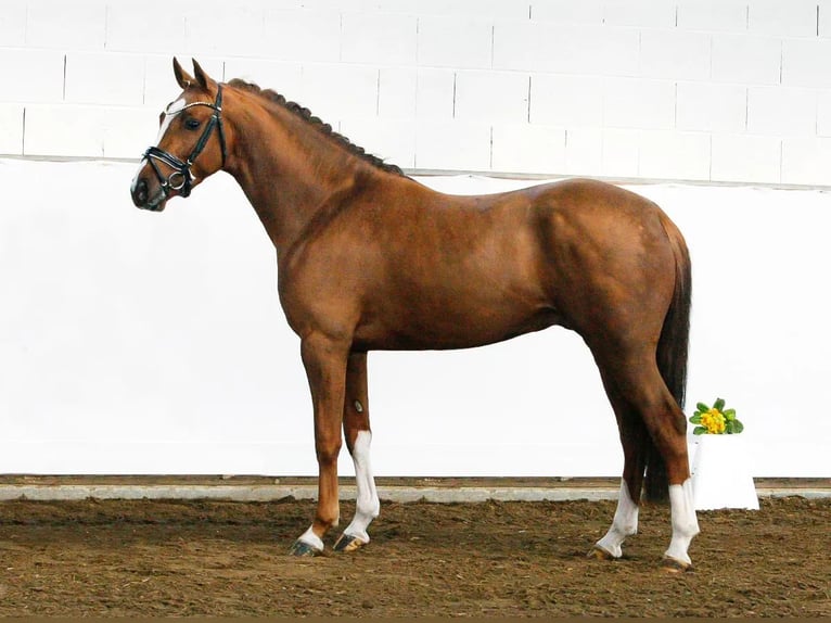 Poney de selle allemand Hongre 6 Ans 148 cm Alezan in Süderlügum