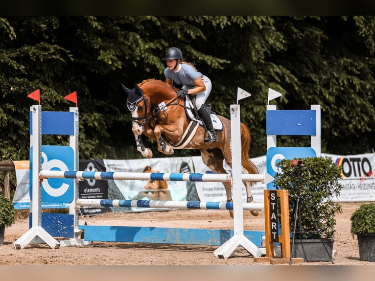 Poney de selle allemand Hongre 6 Ans 148 cm Alezan in T&#xF6;nisvorst