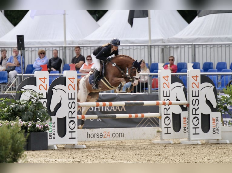 Poney de selle allemand Hongre 6 Ans 148 cm Alezan in T&#xF6;nisvorst