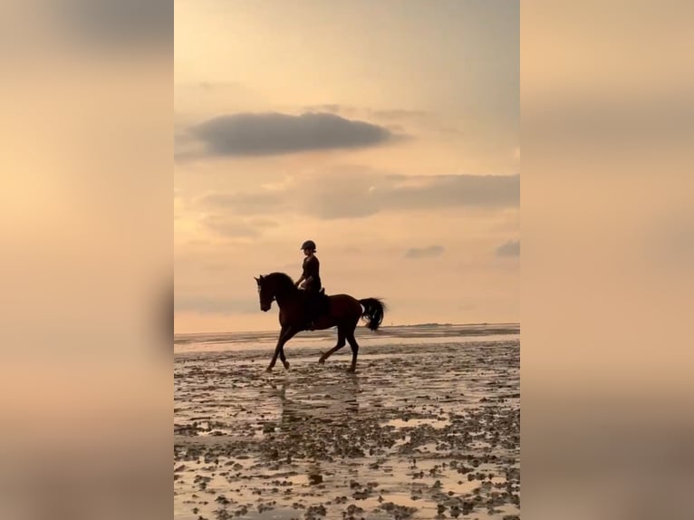 Poney de selle allemand Hongre 6 Ans 148 cm Bai brun in Ratingen