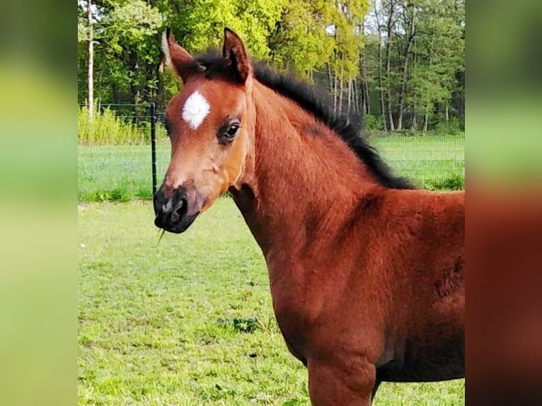 Poney de selle allemand Hongre 6 Ans 148 cm Bai brun in Lingen