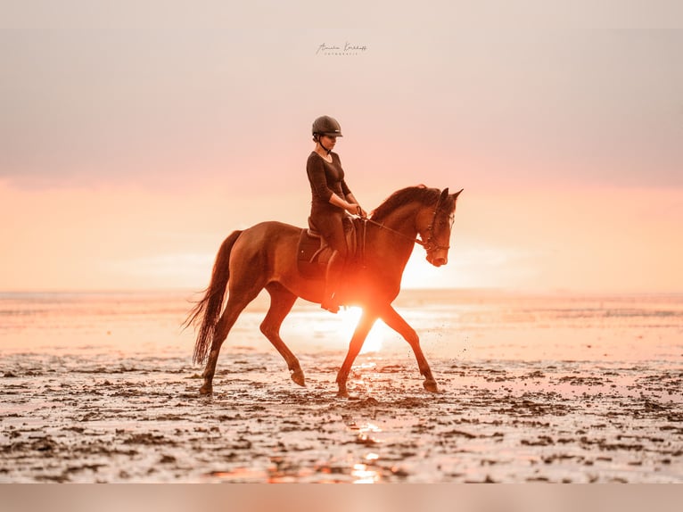 Poney de selle allemand Hongre 6 Ans 148 cm Bai brun in Ratingen