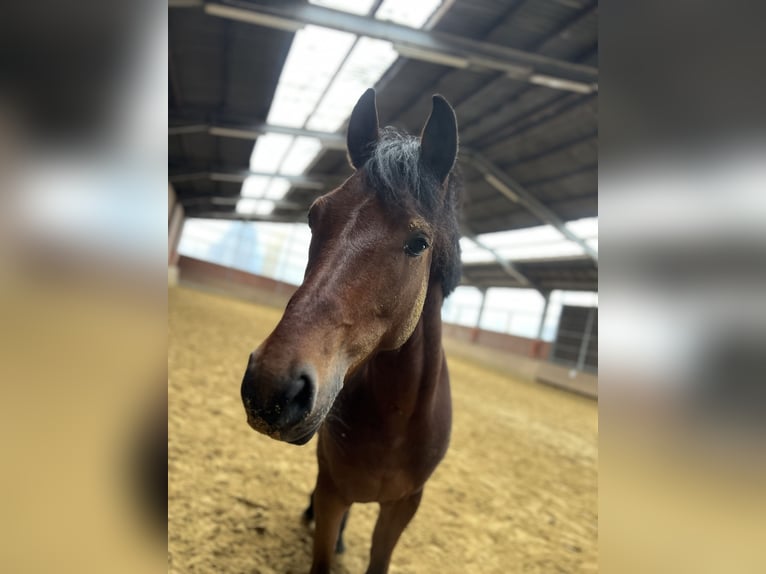 Poney de selle allemand Hongre 6 Ans 148 cm Bai in Datteln