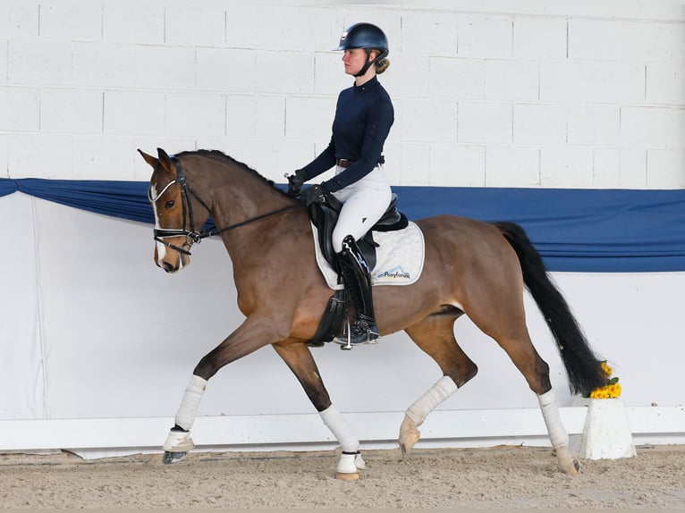 Poney de selle allemand Hongre 6 Ans 148 cm Bai in Marsberg