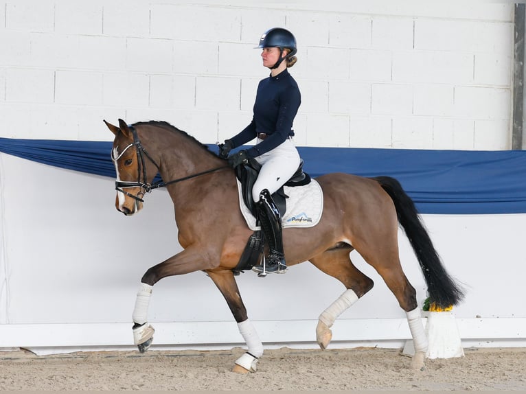 Poney de selle allemand Hongre 6 Ans 148 cm Bai in Marsberg