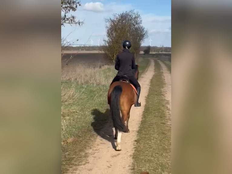 Poney de selle allemand Hongre 6 Ans 148 cm Bai in Angern