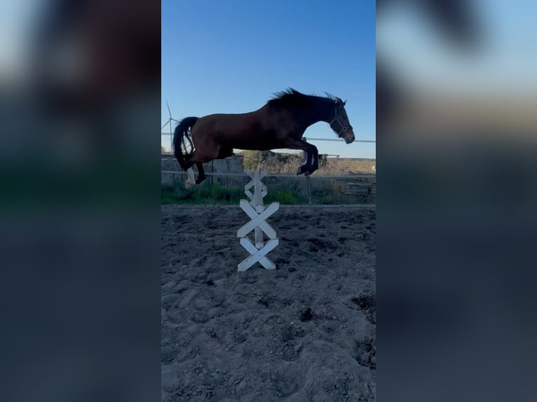 Poney de selle allemand Hongre 6 Ans 148 cm Bai in Angern
