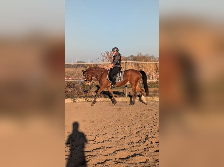 Poney de selle allemand Hongre 6 Ans 148 cm Bai in Angern