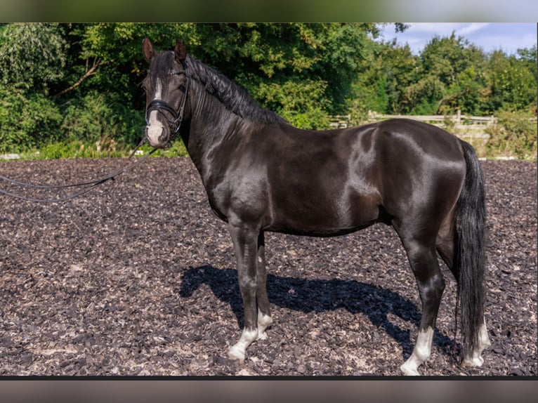 Poney de selle allemand Hongre 6 Ans 148 cm Noir in TeltowTeltow