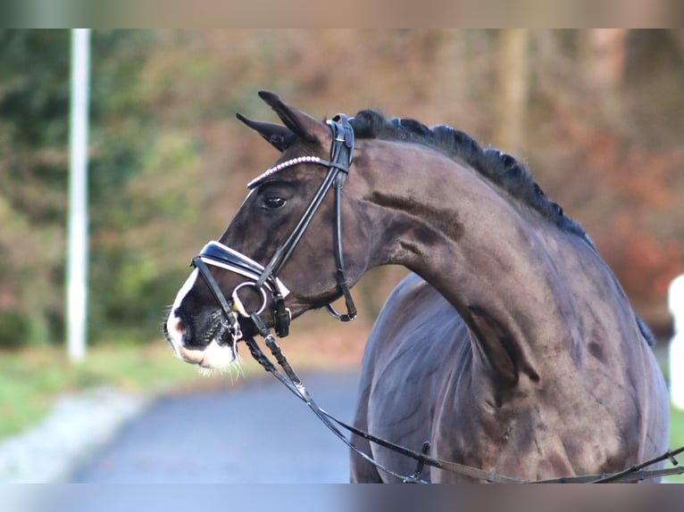 Poney de selle allemand Hongre 6 Ans 148 cm Noir in Deinstedt