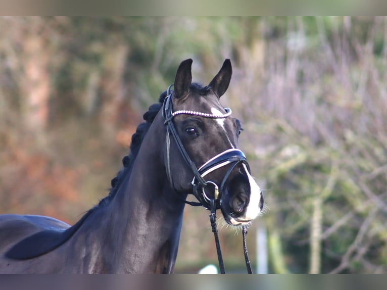 Poney de selle allemand Hongre 6 Ans 148 cm Noir in Deinstedt