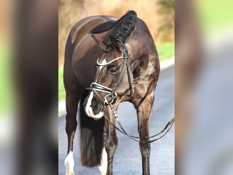 Poney de selle allemand Hongre 6 Ans 148 cm Noir in Deinstedt