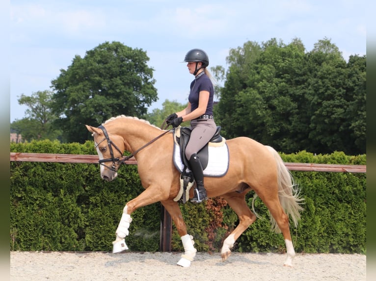 Poney de selle allemand Hongre 6 Ans 148 cm Palomino in Geilenkirchen