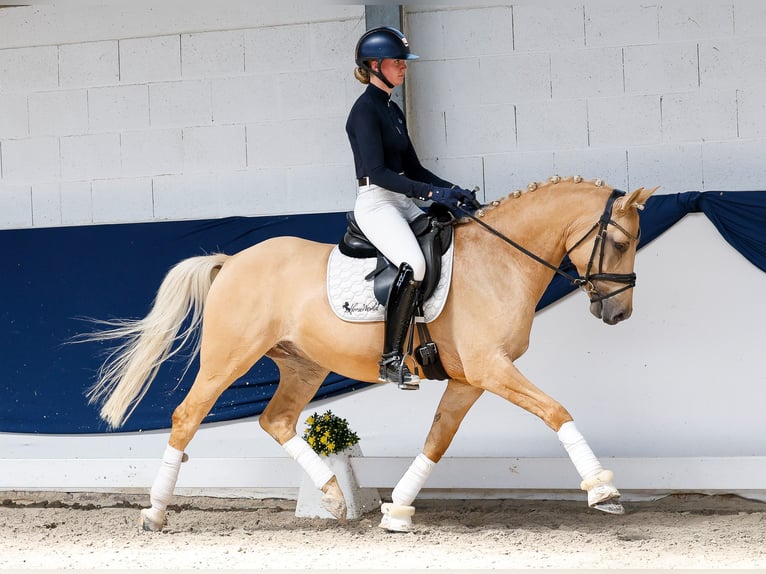 Poney de selle allemand Hongre 6 Ans 148 cm Palomino in Marsberg