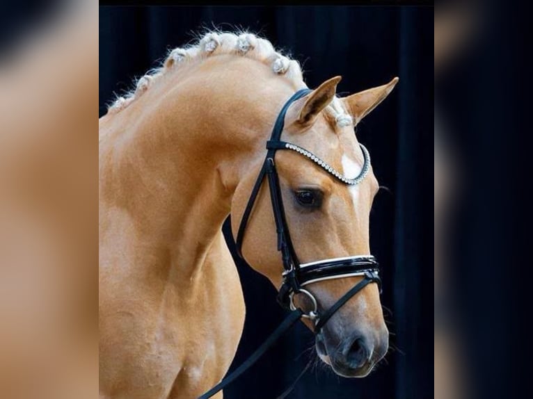 Poney de selle allemand Hongre 6 Ans 148 cm Palomino in Werkendam