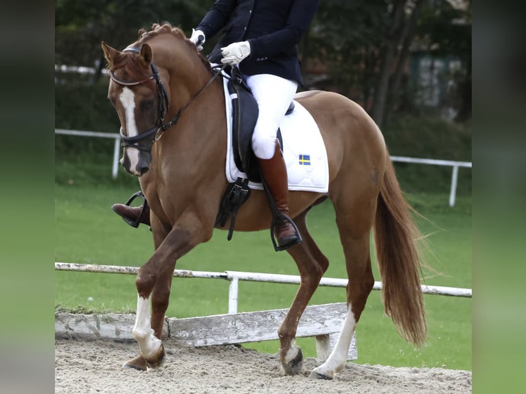 Poney de selle allemand Hongre 6 Ans 152 cm Alezan in Wien, Leopoldstadt