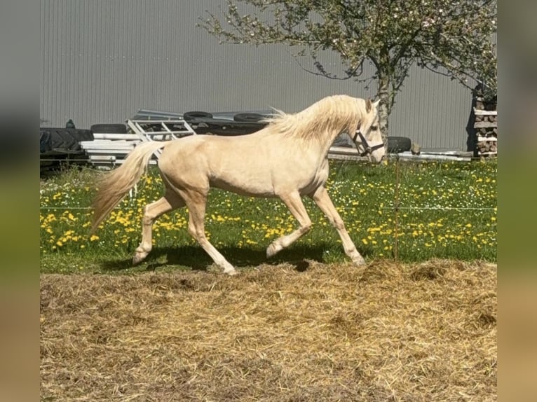 Poney de selle allemand Hongre 6 Ans 152 cm Palomino in Daleiden