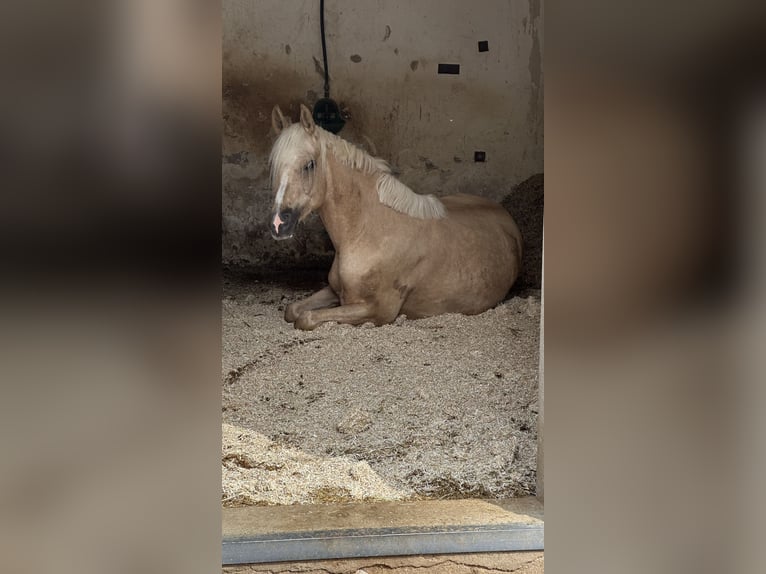 Poney de selle allemand Hongre 6 Ans 152 cm Palomino in Kreuztal