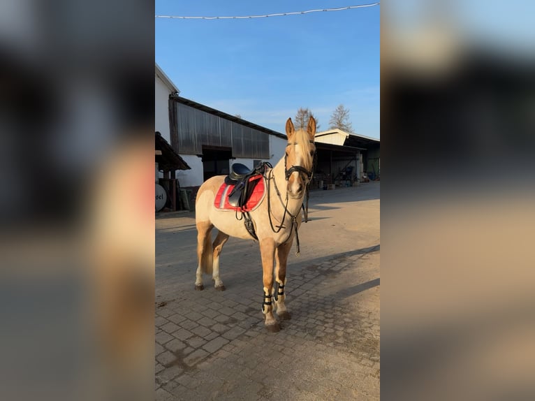 Poney de selle allemand Hongre 6 Ans 152 cm Palomino in Kreuztal