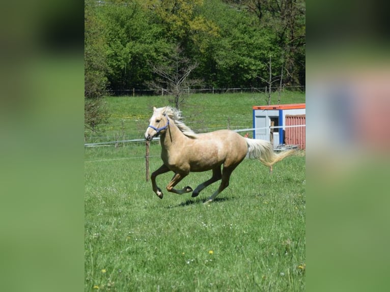 Poney de selle allemand Hongre 6 Ans 152 cm Palomino in Kreuztal