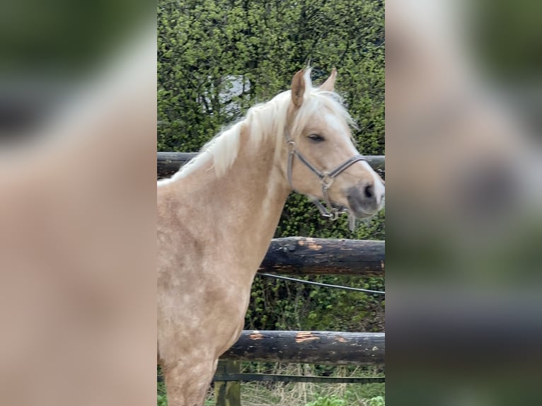Poney de selle allemand Hongre 6 Ans 152 cm Palomino in Kreuztal