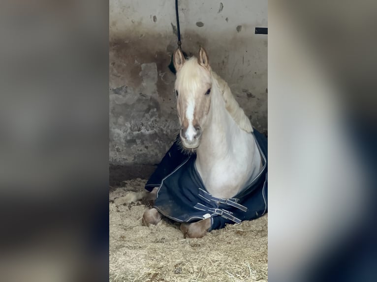 Poney de selle allemand Hongre 6 Ans 152 cm Palomino in Kreuztal