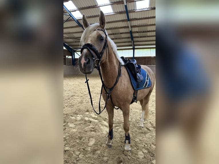 Poney de selle allemand Hongre 6 Ans 152 cm Palomino in Kreuztal