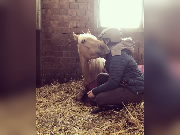 Poney de selle allemand Hongre 6 Ans 152 cm Palomino in Viersen
